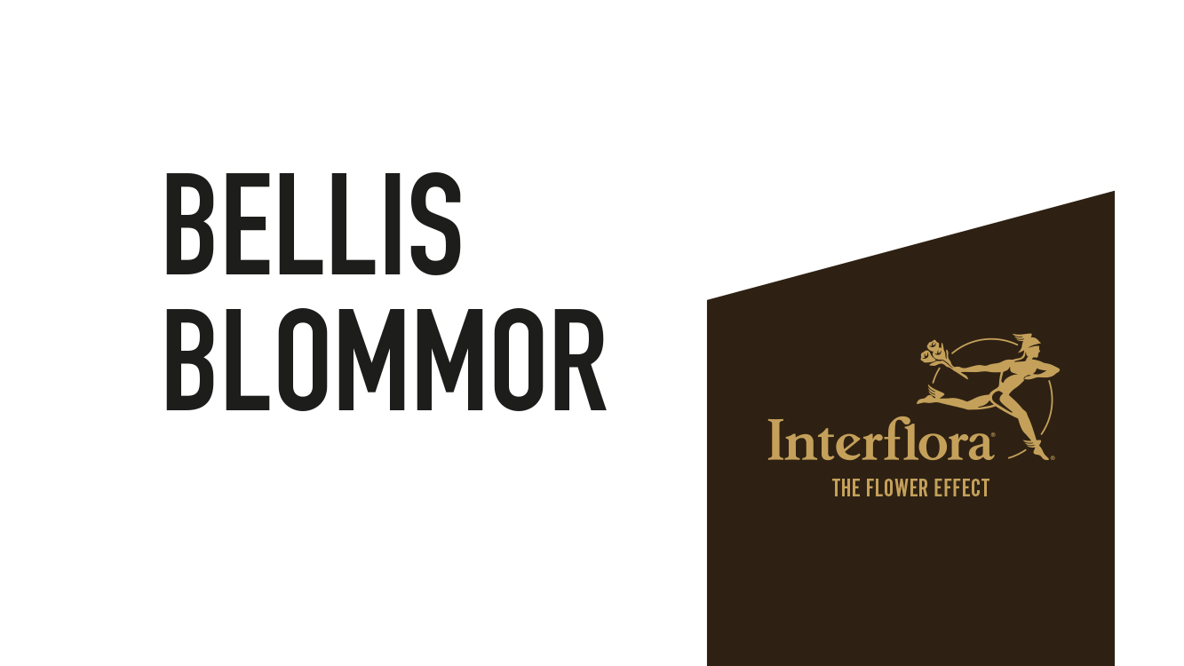 Bellis